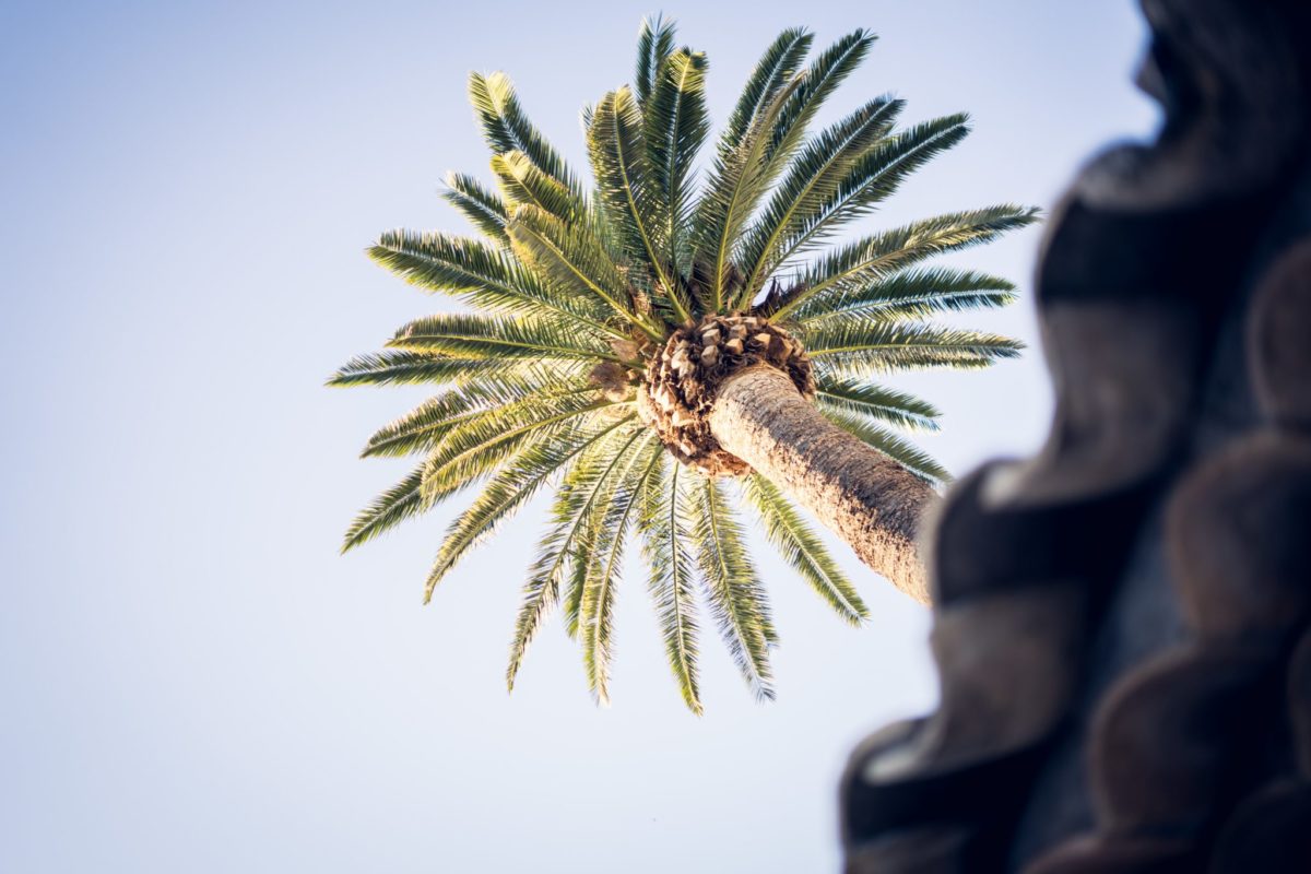 Palm Tree Sustainability